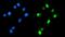 Geminin DNA Replication Inhibitor antibody, A06060-3, Boster Biological Technology, Immunofluorescence image 