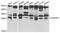 Sigma Non-Opioid Intracellular Receptor 1 antibody, TA332714, Origene, Western Blot image 