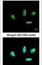 LIM Domain Binding 1 antibody, PA5-21577, Invitrogen Antibodies, Immunofluorescence image 