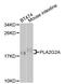 RASF-A antibody, MBS126899, MyBioSource, Western Blot image 