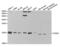 Elongin B antibody, abx004103, Abbexa, Western Blot image 