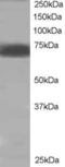 Protein Tyrosine Phosphatase Non-Receptor Type 11 antibody, orb18653, Biorbyt, Western Blot image 