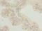 Tetratricopeptide Repeat Domain 38 antibody, LS-C377746, Lifespan Biosciences, Immunohistochemistry paraffin image 