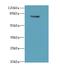 Lipase Maturation Factor 2 antibody, LS-C395972, Lifespan Biosciences, Western Blot image 