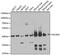 Acyl-CoA Dehydrogenase Short Chain antibody, A7230, ABclonal Technology, Western Blot image 