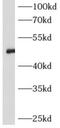 Angiotensinogen antibody, FNab00394, FineTest, Western Blot image 