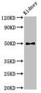 Pyruvate Dehydrogenase Kinase 1 antibody, CSB-PA613584LA01HU, Cusabio, Western Blot image 
