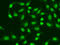 Aprataxin antibody, 19-618, ProSci, Immunofluorescence image 