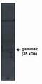 Calcium Voltage-Gated Channel Auxiliary Subunit Gamma 2 antibody, PA1-12673, Invitrogen Antibodies, Western Blot image 