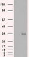 Fibroblast Growth Factor 2 antibody, LS-B10042, Lifespan Biosciences, Western Blot image 