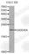 Growth Arrest And DNA Damage Inducible Alpha antibody, A0836, ABclonal Technology, Western Blot image 