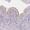 Tektin 1 antibody, NBP2-49363, Novus Biologicals, Immunohistochemistry paraffin image 