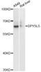 Dihydropyrimidinase Like 5 antibody, LS-C748910, Lifespan Biosciences, Western Blot image 
