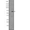 G Protein-Coupled Receptor 161 antibody, abx147340, Abbexa, Western Blot image 
