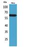 Poliovirus receptor-related protein 3 antibody, PA5-51095, Invitrogen Antibodies, Western Blot image 