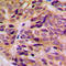 Keratin 16 antibody, LS-C352434, Lifespan Biosciences, Immunohistochemistry frozen image 