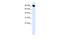 Mediator Complex Subunit 16 antibody, A09021, Boster Biological Technology, Western Blot image 