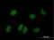 Neuronal PAS Domain Protein 2 antibody, H00004862-B01P, Novus Biologicals, Immunofluorescence image 