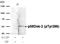 Docking Protein 2 antibody, GTX50299, GeneTex, Western Blot image 