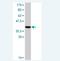 RAB1A, Member RAS Oncogene Family antibody, H00005861-M07A, Novus Biologicals, Western Blot image 