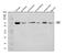 Dihydrolipoamide S-Acetyltransferase antibody, A04469-2, Boster Biological Technology, Western Blot image 