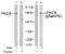 Protein Kinase C Theta antibody, AP02534PU-N, Origene, Western Blot image 