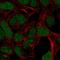 ADAM Metallopeptidase With Thrombospondin Type 1 Motif 17 antibody, HPA062487, Atlas Antibodies, Immunofluorescence image 