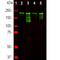 Neurofilament Heavy antibody, PA1-10016, Invitrogen Antibodies, Western Blot image 