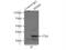 RNA Binding Motif Protein 4 antibody, 11614-1-AP, Proteintech Group, Immunoprecipitation image 