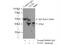 Nuclear Distribution C, Dynein Complex Regulator antibody, 10681-1-AP, Proteintech Group, Immunoprecipitation image 