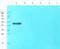 Glycerate Kinase antibody, orb318946, Biorbyt, Western Blot image 