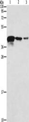 Twinfilin Actin Binding Protein 2 antibody, CSB-PA146937, Cusabio, Western Blot image 