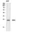 KRAS Proto-Oncogene, GTPase antibody, A00046-1, Boster Biological Technology, Western Blot image 