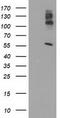 Lipase G, Endothelial Type antibody, CF500999, Origene, Western Blot image 