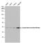 Glutamic-Oxaloacetic Transaminase 1 antibody, GTX632031, GeneTex, Western Blot image 