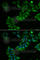 Thioredoxin 2 antibody, A6782, ABclonal Technology, Immunofluorescence image 