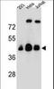 Olfactory Receptor Family 4 Subfamily C Member 13 antibody, LS-C163187, Lifespan Biosciences, Western Blot image 
