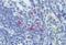 Interleukin 13 antibody, NBP1-52466, Novus Biologicals, Immunohistochemistry paraffin image 