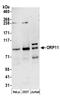 Oxysterol Binding Protein Like 11 antibody, A304-581A, Bethyl Labs, Western Blot image 