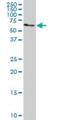 Adenosylhomocysteinase Like 1 antibody, H00010768-M03, Novus Biologicals, Western Blot image 