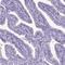 Mtlr1 antibody, NBP1-81102, Novus Biologicals, Immunohistochemistry frozen image 