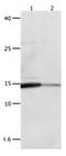 Galectin 2 antibody, orb107389, Biorbyt, Western Blot image 