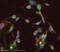 Coagulation Factor II, Thrombin antibody, ab48627, Abcam, Immunofluorescence image 