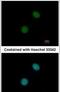 Ubiquitin Protein Ligase E3 Component N-Recognin 7 (Putative) antibody, PA5-31559, Invitrogen Antibodies, Immunofluorescence image 