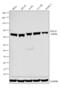 G Protein Nucleolar 3 Like antibody, PA5-44941, Invitrogen Antibodies, Western Blot image 