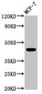Bradykinin Receptor B2 antibody, CSB-PA002652LA01HU, Cusabio, Western Blot image 