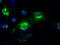 Glutamate Decarboxylase 1 antibody, LS-C114448, Lifespan Biosciences, Immunofluorescence image 