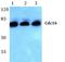 Cell Division Cycle 16 antibody, AP06782PU-N, Origene, Western Blot image 