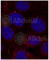 Insulin Like Growth Factor 1 Receptor antibody, AP0155, ABclonal Technology, Immunofluorescence image 