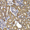 Glutamic-Oxaloacetic Transaminase 2 antibody, A05998, Boster Biological Technology, Immunohistochemistry paraffin image 